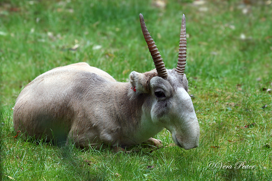 Saiga