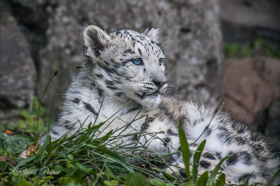 Schneeleopard