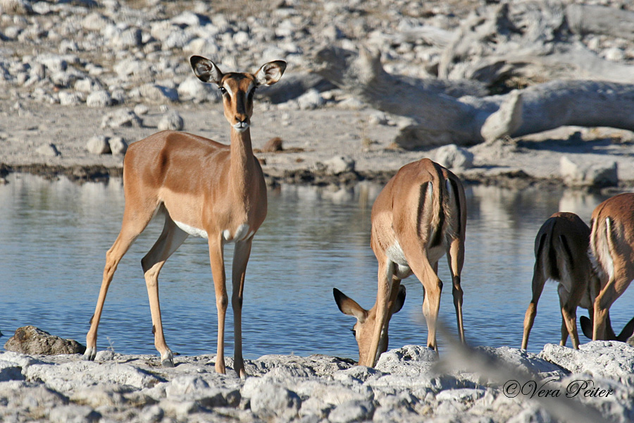 Schwarznasen-Impala