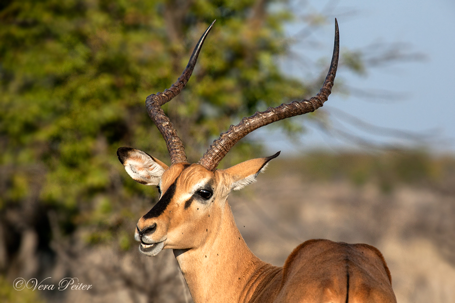 Schwarznasen-Impala