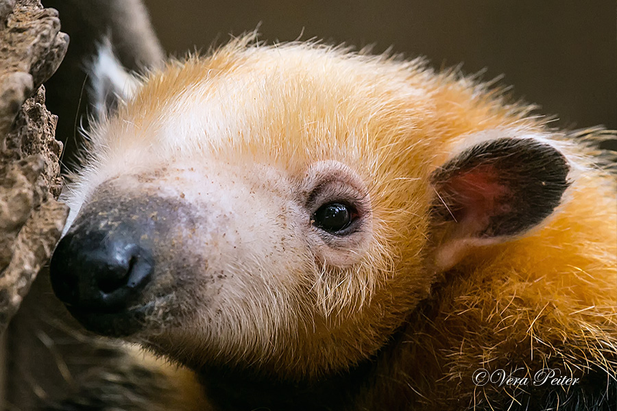 Südlicher Tamandua