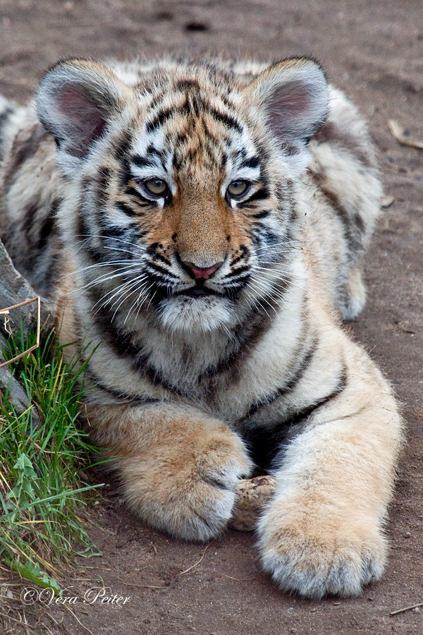 Sibirischer Tiger