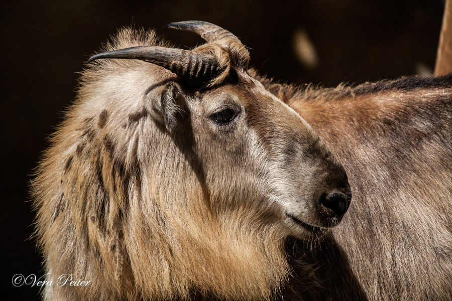 Sichuan-Takin