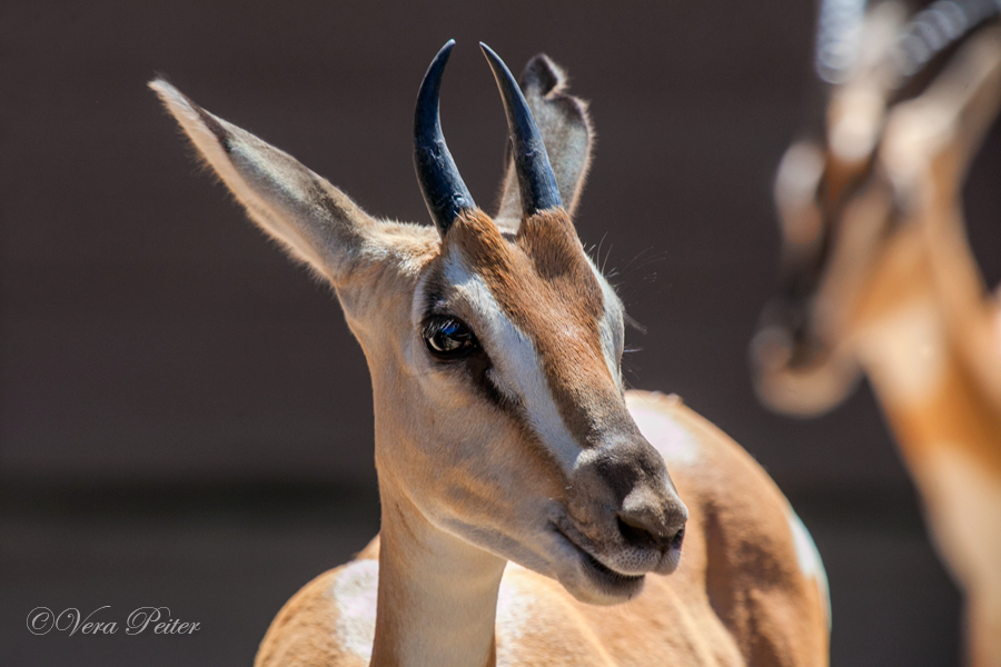 Sömmerringgazelle