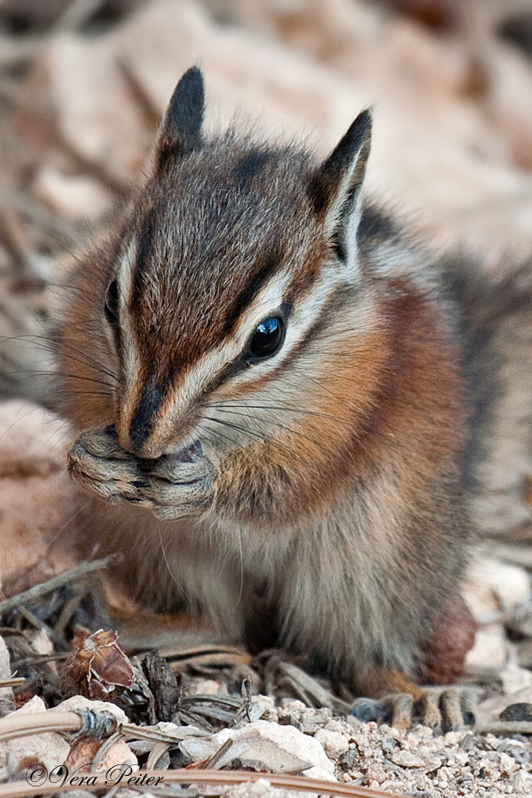 Uinta Streifenhörnchen