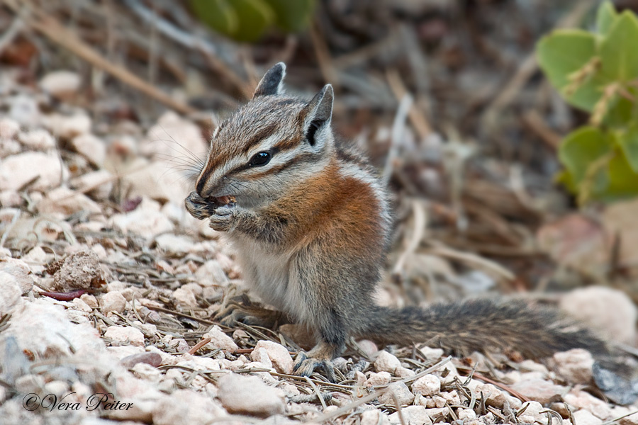 Uinta Streifenhörnchen