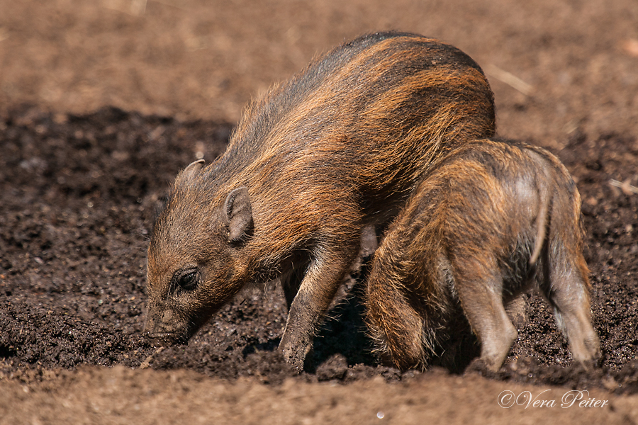 Visayas-Pustelschwein