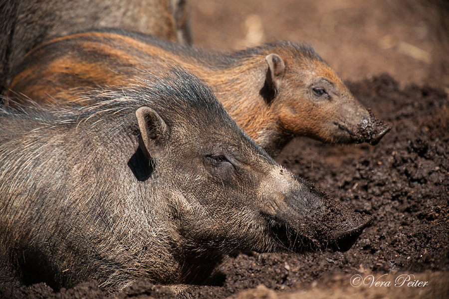 Visayas-Pustelschwein