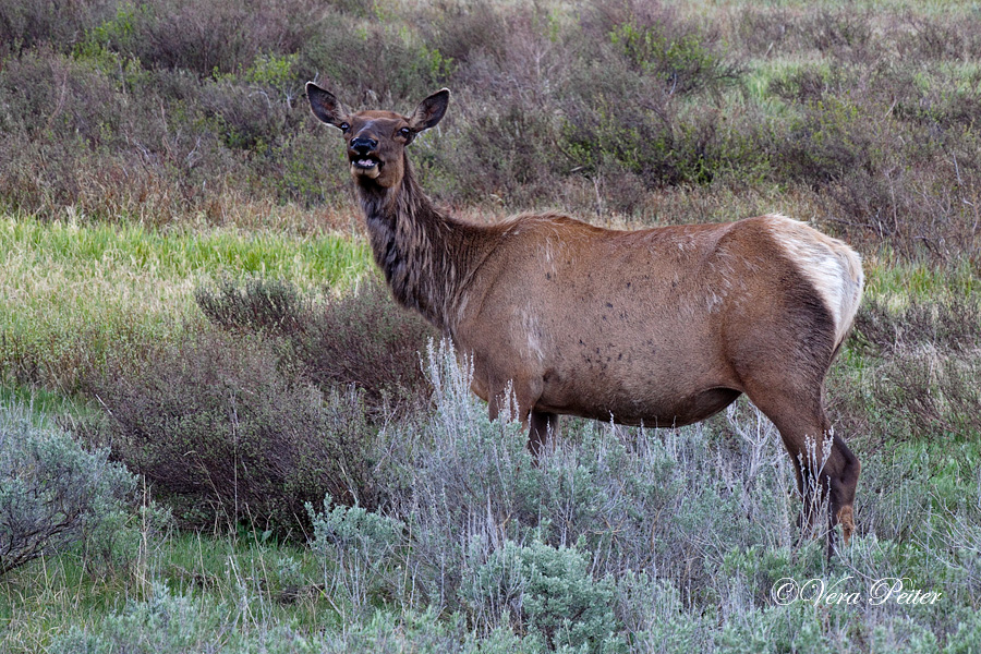 Wapiti