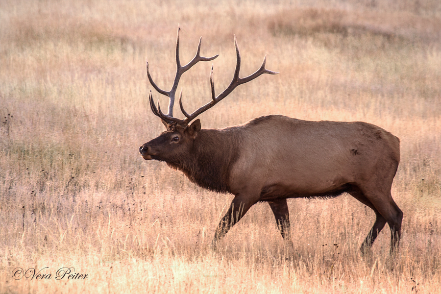 Wapiti