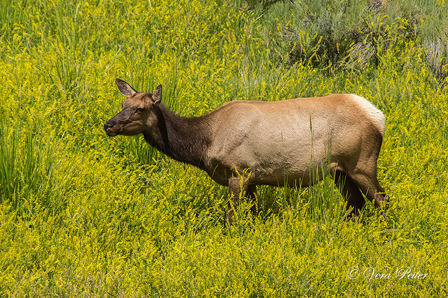 Wapiti