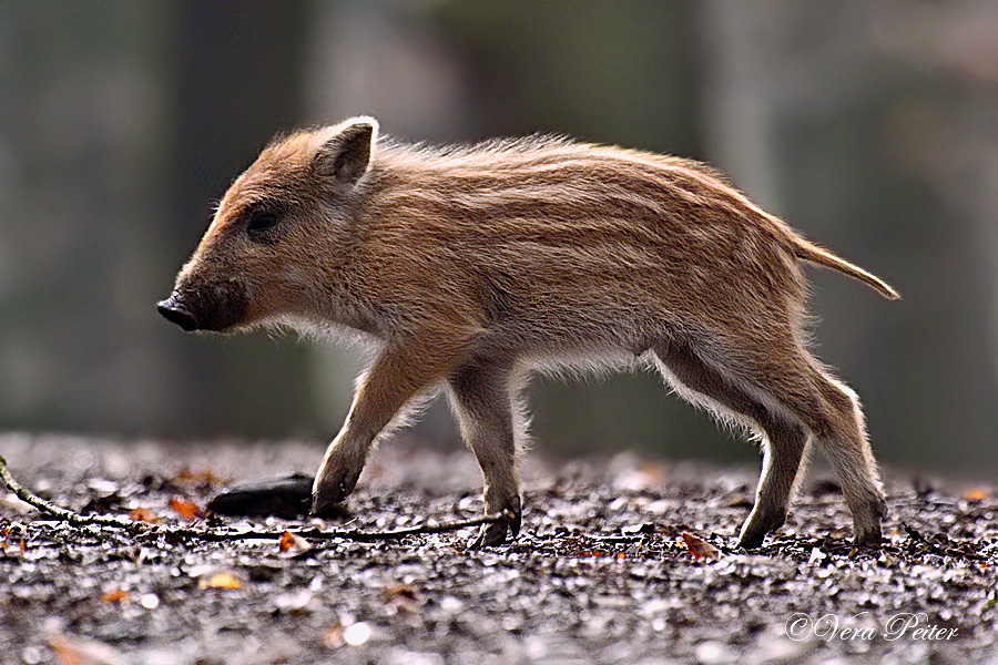 Wildschwein, Frischling