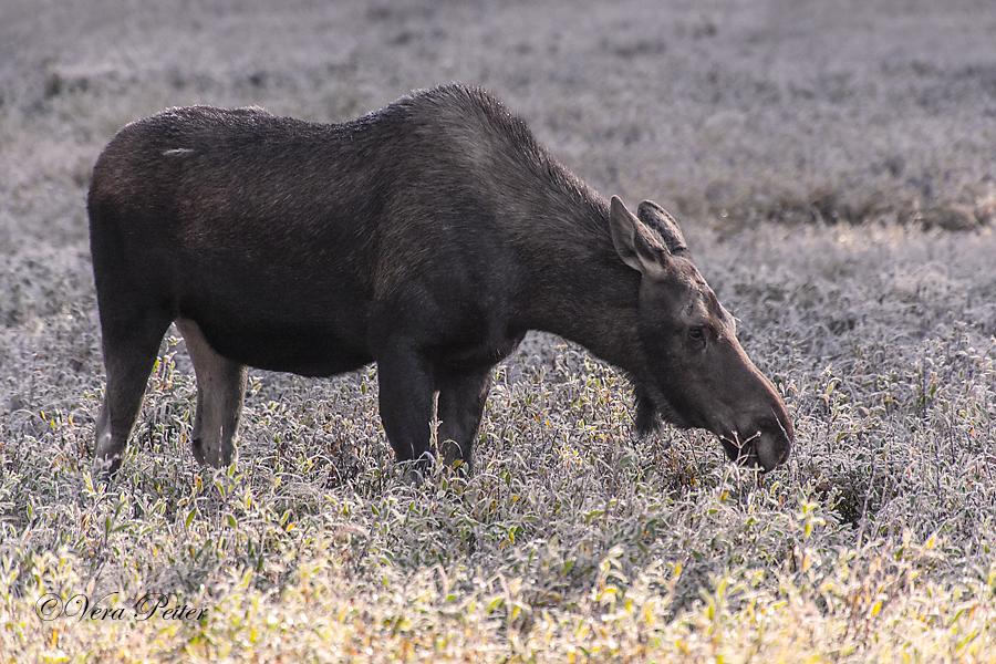 Yellowstone-Elch