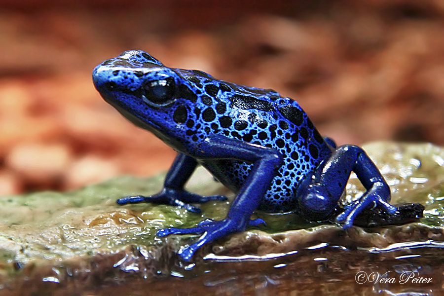 Blauer Färberfrosch