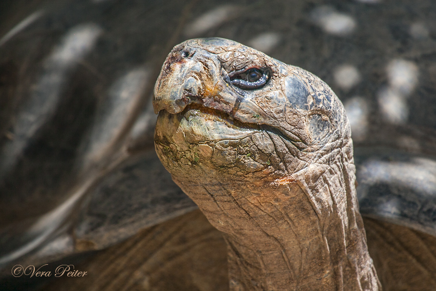 Galapagos-Riesenschildkröte