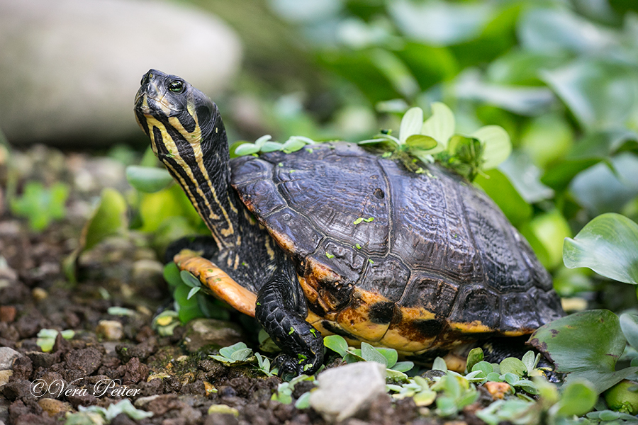 Gelbwangen-Schmuckschildkröte