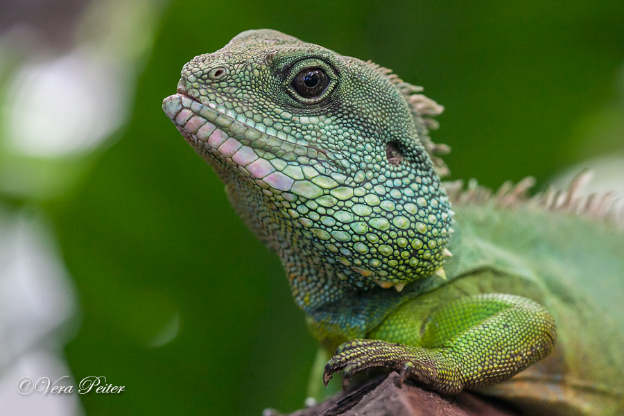 Grüne Wasseragame