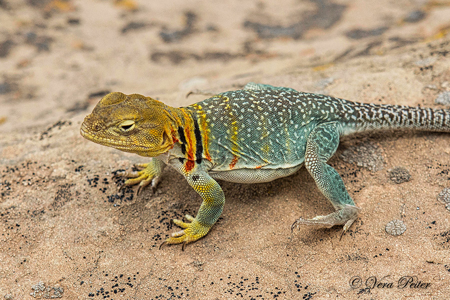 Halsbandleguan