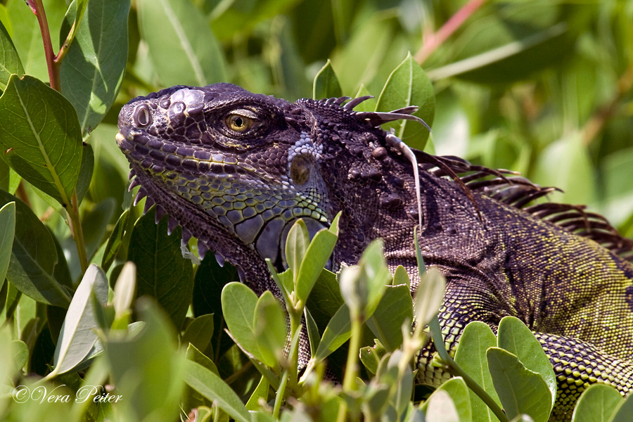 Leguan