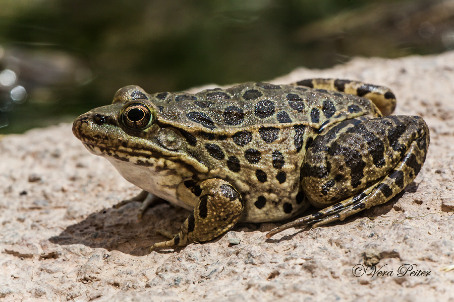Leopardfrosch