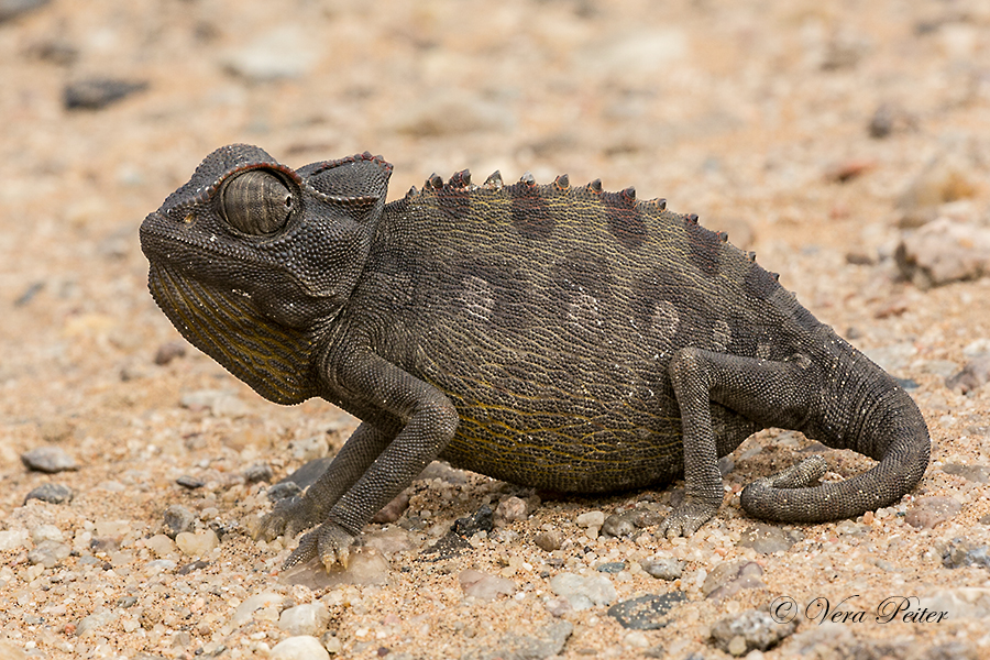 Namib-Wüstenchamäleon