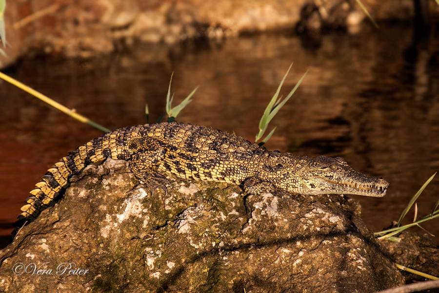 Nilkrokodil