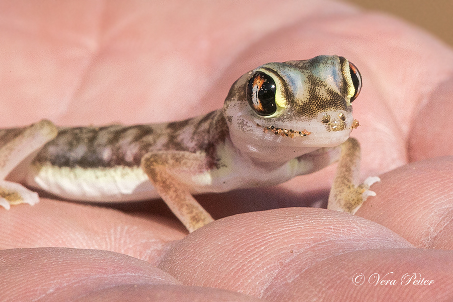 Wüstengecko