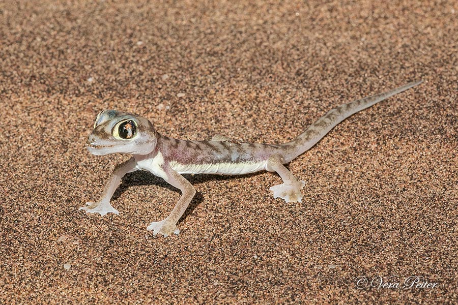 Wüstengecko