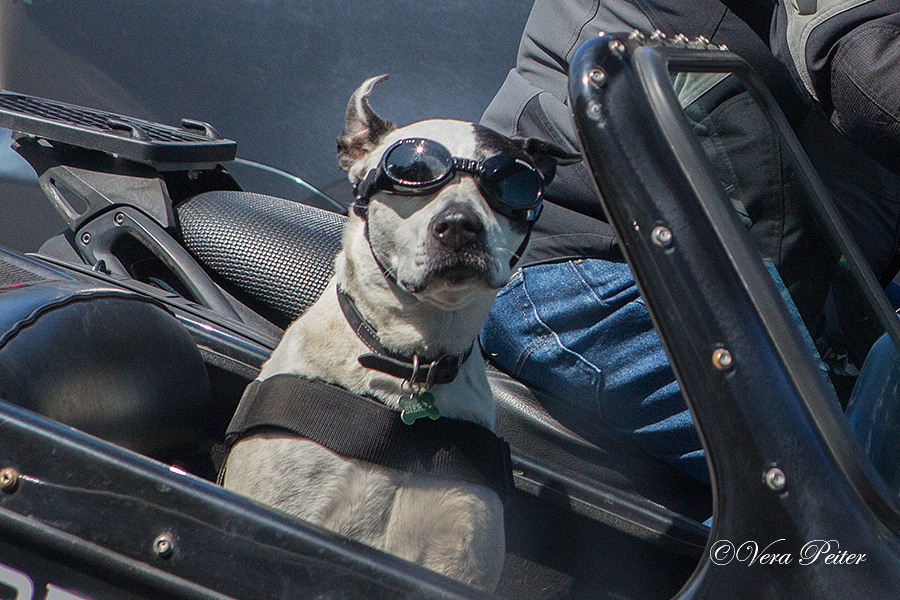 Hund auf großer Fahrt