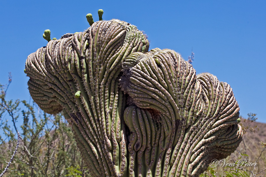 Saguaro