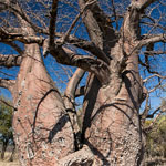 Afrikanischer Affenbrotbaum oder Baobab Afrikanischer Affenbrotbaum oder Baobab