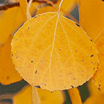 Amerikanische Zitterpappel