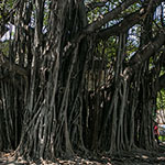 Banyanbaum Banyanbaum