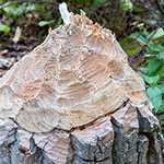 Biberbaum Biberbaum