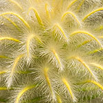 Flanellblume Flanellblume
