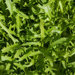 Frisée Salat Frisée Salat