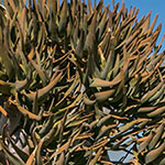 Köcherbaum Köcherbaum