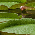 Riesen-Seerose Riesen-Seerose