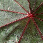 Ricinus Ricinus