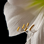 Amaryllis