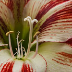 Amaryllis