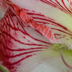 Amaryllis