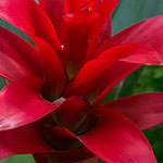 Guzmania