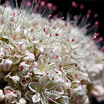 California buckwheat