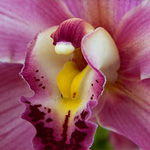 Cymbidium Hybride