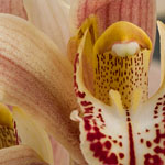 Cymbidium iridioides