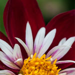 Dahlie