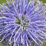 Echte Kugelblume
