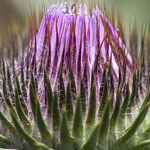Eselsdistel Eselsdistel