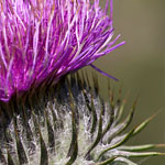 Eselsdistel Eselsdistel